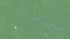 Zenarchopterus buffonis