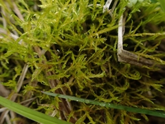 Drepanocladus
