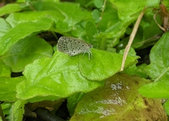 Pseudozizeeria maha okinawana
