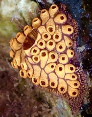 Botrylloides diegensis