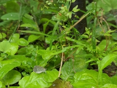 Pseudozizeeria maha okinawana