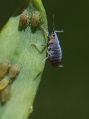 Neophyllaphis totarae
