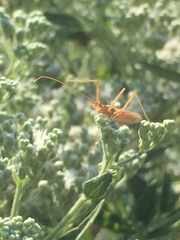 Zelus cervicalis