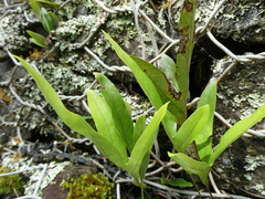 Microsorum pustulatum