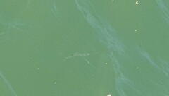 Zenarchopterus buffonis