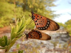Acraea serena
