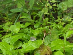 Pseudozizeeria maha okinawana