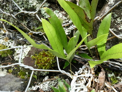 Microsorum pustulatum