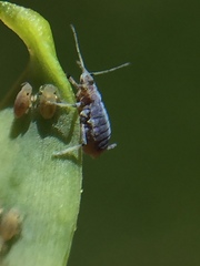 Neophyllaphis totarae