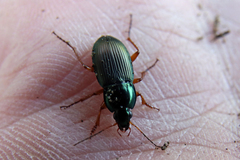 Poecilus lucublandus