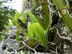 Microsorum pustulatum