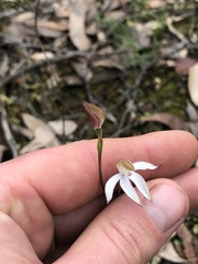 Caladenia moschata