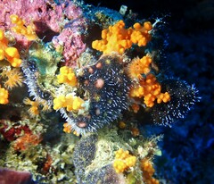 Zanclea