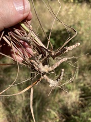 Paspalum bifidum
