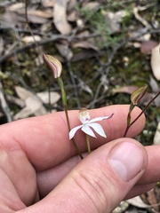 Caladenia moschata