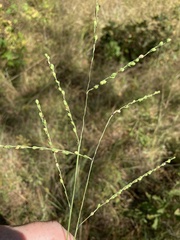 Paspalum bifidum