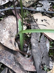 Caladenia moschata