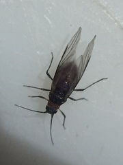 Neophyllaphis totarae