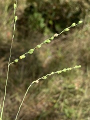 Paspalum bifidum