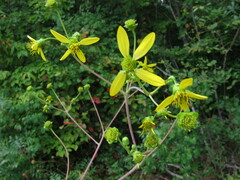 Silphium compositum