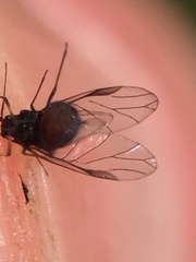 Neophyllaphis totarae