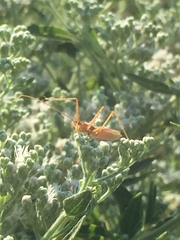Zelus cervicalis