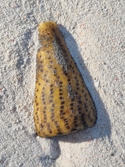 Conus leopardus