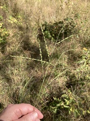 Paspalum bifidum
