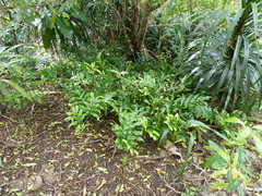 Microsorum pustulatum