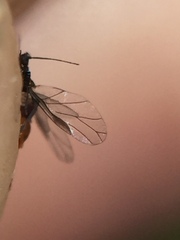 Neophyllaphis totarae