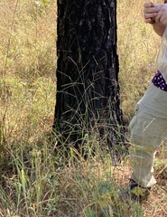 Paspalum bifidum