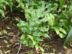 Microsorum pustulatum