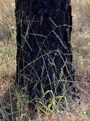 Paspalum bifidum