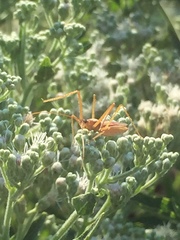 Zelus cervicalis