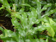 Microsorum pustulatum