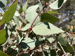 Eucalyptus leucoxylon