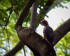 Melanerpes hoffmannii