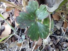 Delphinium parishii subglobosum