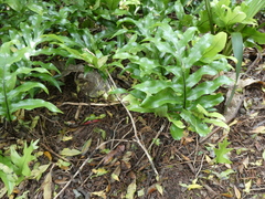 Microsorum pustulatum