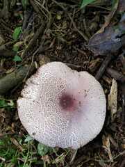 Amanita brunneolocularis