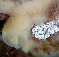 Botrylloides diegensis