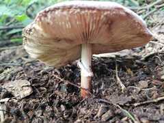 Amanita brunneolocularis