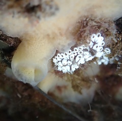 Botrylloides diegensis