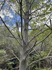 Alnus rhombifolia