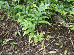 Microsorum pustulatum