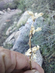 Delphinium parishii subglobosum