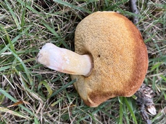 Xanthoconium purpureum