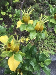 Gardenia jasminoides