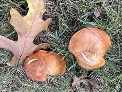 Xanthoconium purpureum