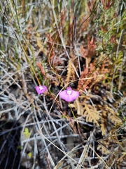 Utricularia uniflora